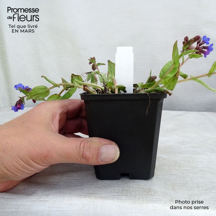 Pulmonaria Blue Ensign - Lungwort 8/9 cm pot sample as delivered in winter