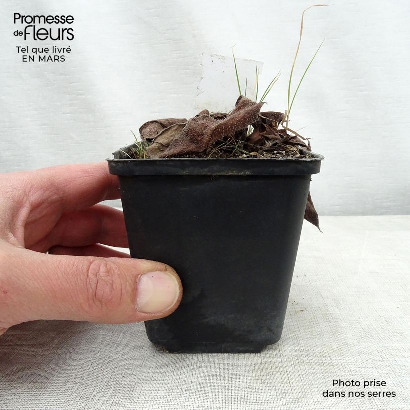 Pulmonaria Diane Clare - Lungwort 8/9 cm pot sample as delivered in spring