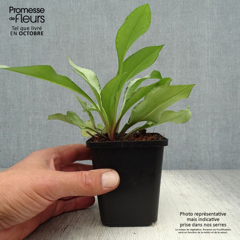 Pulmonaria Diane Clare - Lungwort 8/9 cm pot sample as delivered in autumn