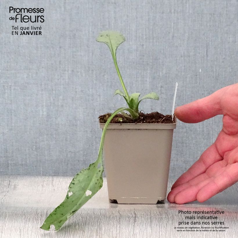 Pulmonaria Diane Clare - Lungwort 8/9 cm pot sample as delivered in winter