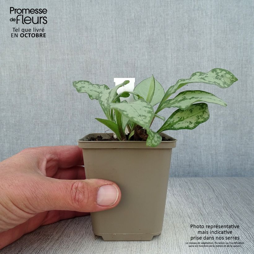 Pulmonaria Majesty - Lungwort 8/9 cm pot sample as delivered in autumn