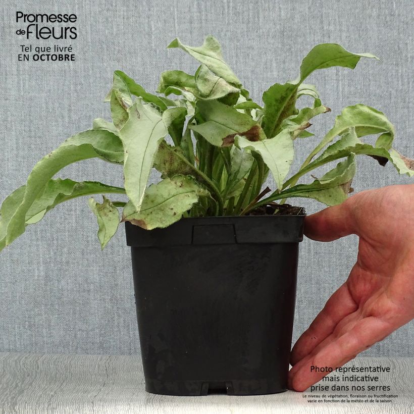 Pulmonaria Majesty - Lungwort 2L/3L pot sample as delivered in autumn