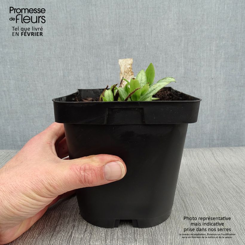 Pulmonaria Majesty - Lungwort 2L/3L pot sample as delivered in winter