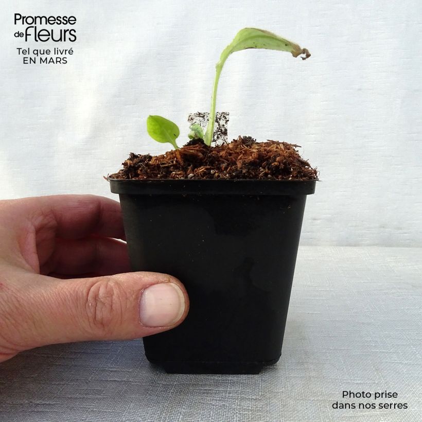 Pulmonaria Victorian Brooch - Lungwort 8/9 cm pot sample as delivered in spring