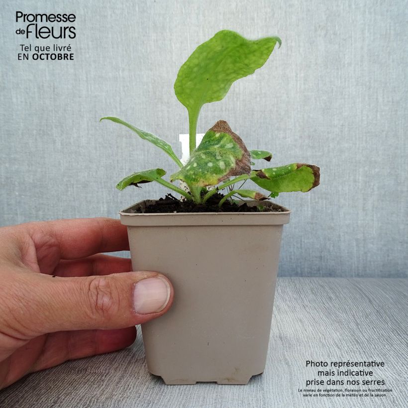Pulmonaria Victorian Brooch - Lungwort 8/9 cm pot sample as delivered in autumn