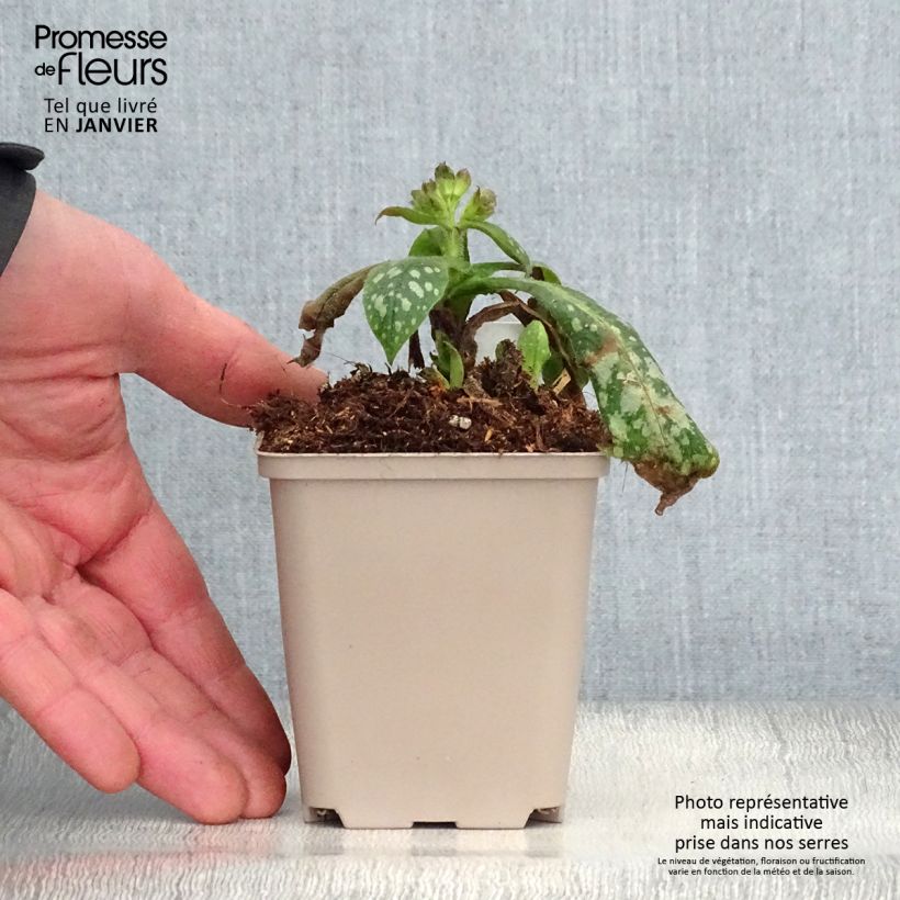 Pulmonaria Victorian Brooch - Lungwort 8/9 cm pot sample as delivered in winter