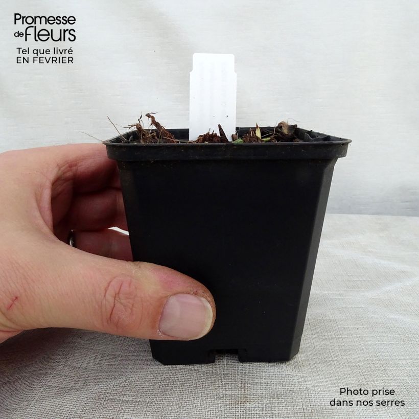 Pulmonaria longifolia subsp. cevennensis - Lungwort 8/9 cm pot sample as delivered in winter