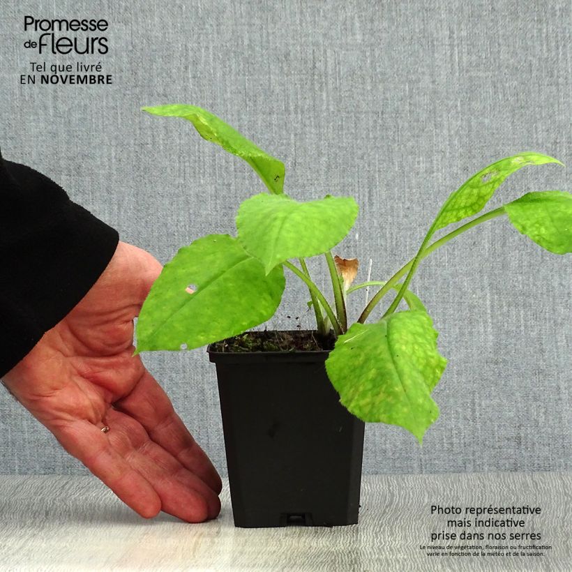 Pulmonaria rubra - Lungwort 8/9 cm pot sample as delivered in autumn