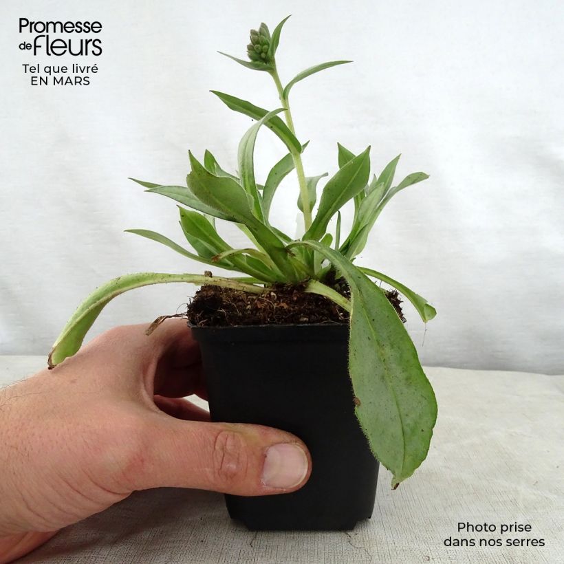 Pulmonaria Samurai - Lungwort 8/9 cm pot sample as delivered in spring