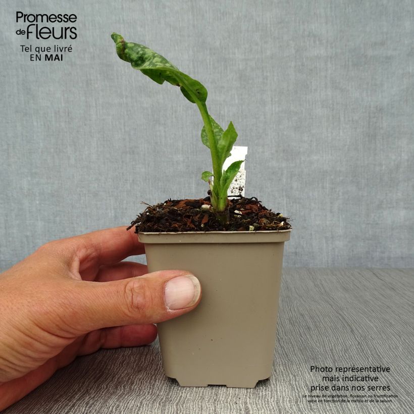 Pulmonaria officinalis - Lungwort 8/9 cm pot sample as delivered in spring