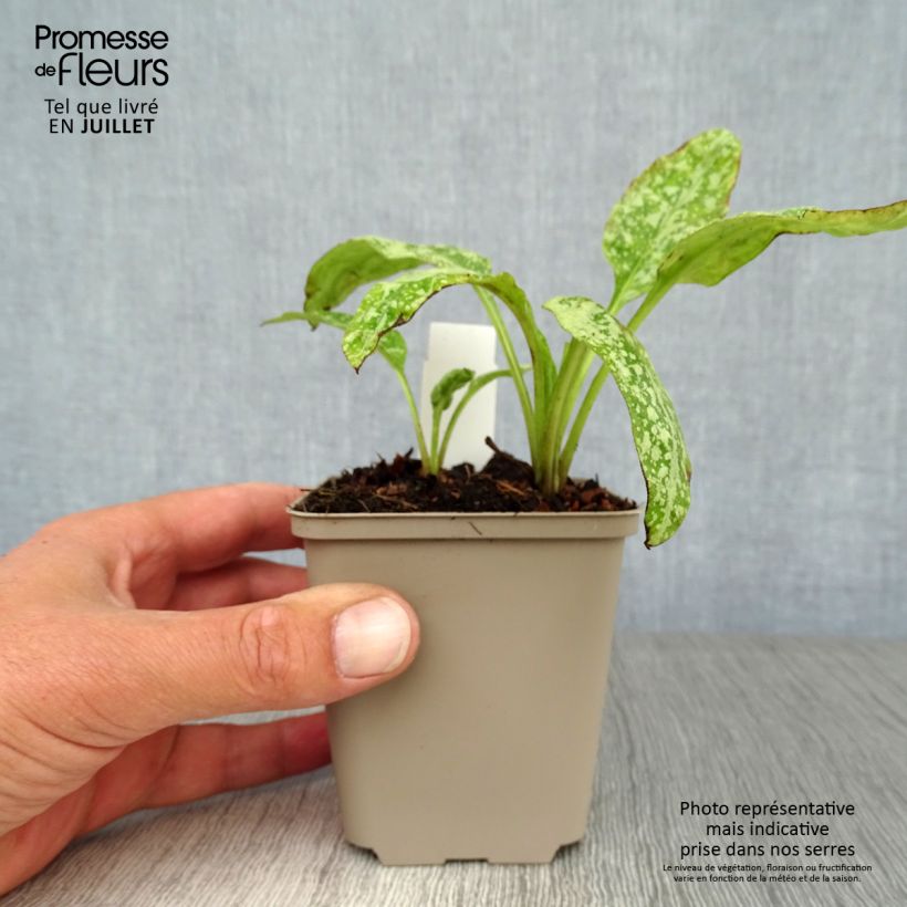 Pulmonaria saccharata Mrs Moon - Pulmonaire Mrs Moon Godet de 8/9 cm sample as delivered in summer