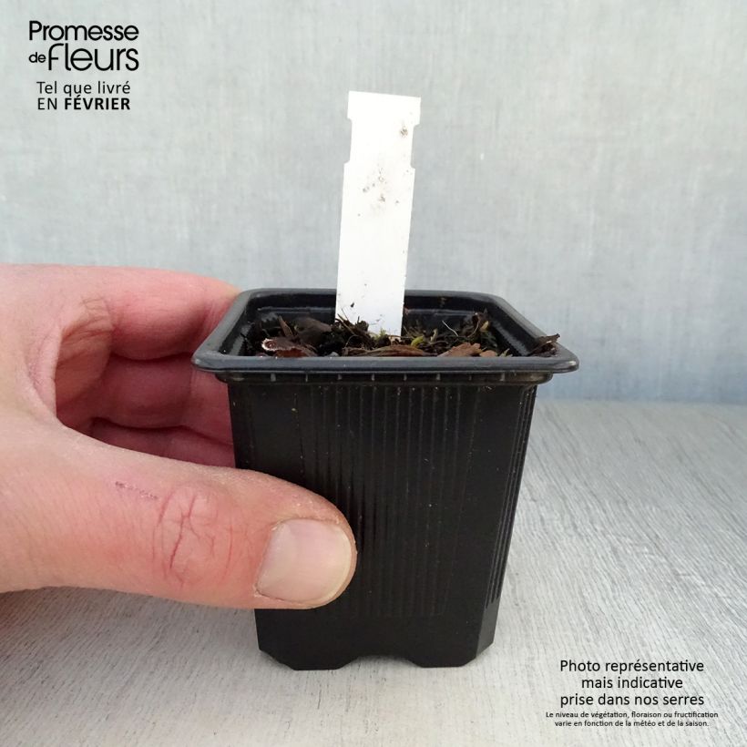 Pulmonaria saccharata Mrs Moon - Lungwort 8/9 cm pot sample as delivered in winter