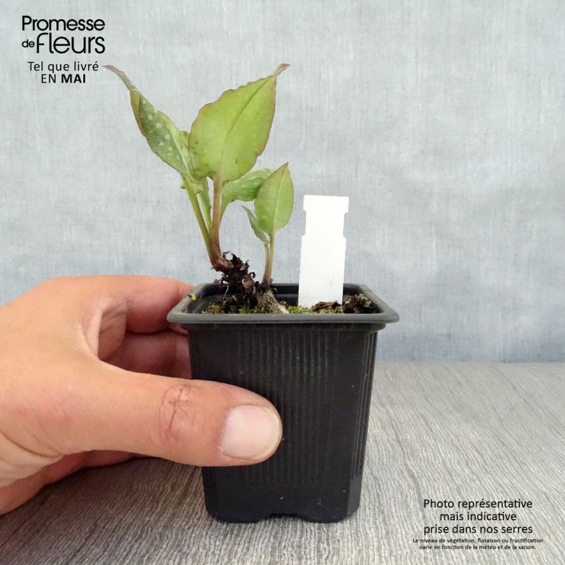 Pulmonaria saccharata Mrs Moon - Lungwort 8/9 cm pot sample as delivered in spring