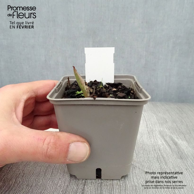 Pulmonaria saccharata Silverado - Lungwort 8/9 cm pot sample as delivered in winter