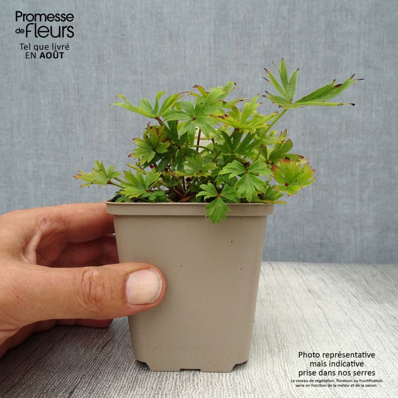 Pulsatilla patens  8/9 cm pot sample as delivered in summer