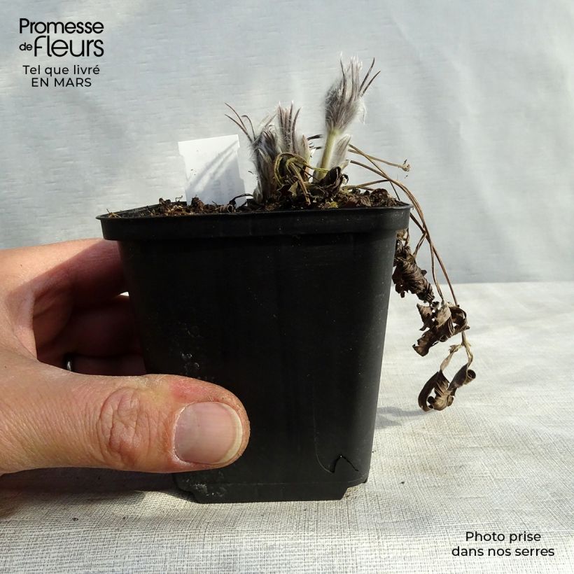 Pulsatilla patens  8/9 cm pot sample as delivered in winter