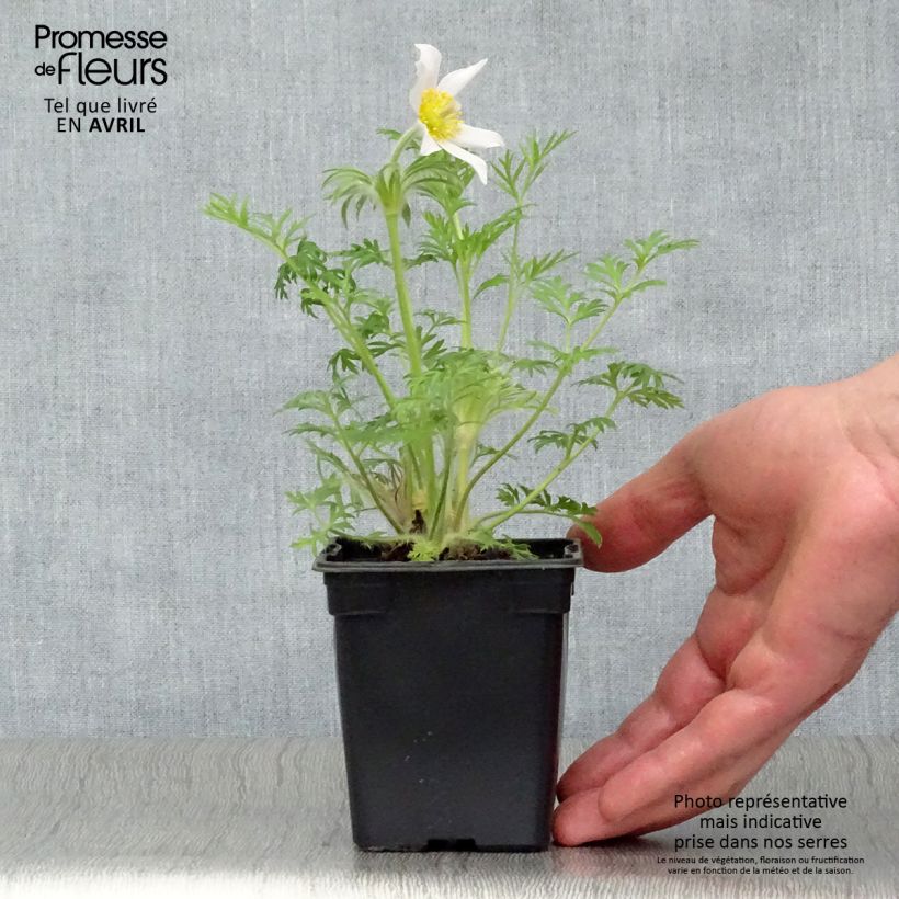 Pulsatilla vulgaris Alba - Pasqueflower 7/8 cm pot sample as delivered in spring