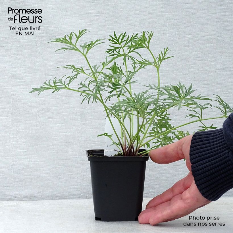 Pulsatilla vulgaris Röde Klokke - Pasqueflower 7/8 cm pot sample as delivered in spring