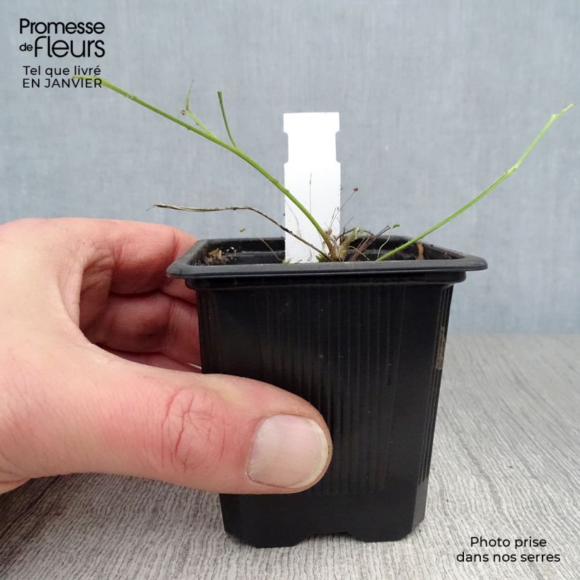 Pulsatilla&#x20;vulgaris&#x20;R&#xF6;de&#x20;Klokke&#x20;-&#x20;Pasqueflower&#x20;7&#x2F;8&#x20;cm&#x20;pot&#x20;sample&#x20;as&#x20;delivered&#x20;in&#x20;winter