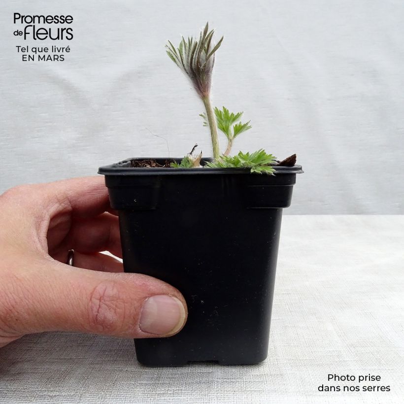 Pulsatilla vulgaris Violet - Pasqueflower 7/8 cm pot sample as delivered in spring