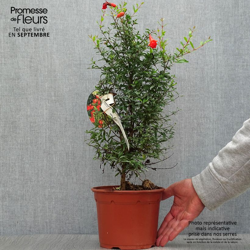 Punica granatum var. nana - Pomegranate 2L/3L pot sample as delivered in autumn