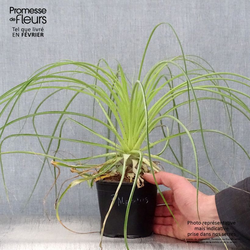 Puya alpestris 2L/3L pot sample as delivered in winter