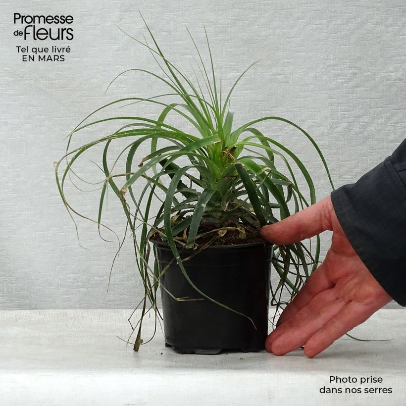 Puya alpestris 2L/3L pot sample as delivered in spring