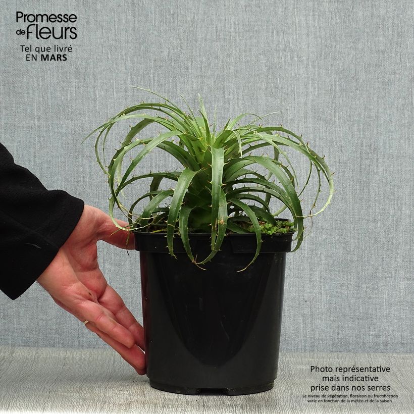 Puya berteroniana 2L/3L pot sample as delivered in spring