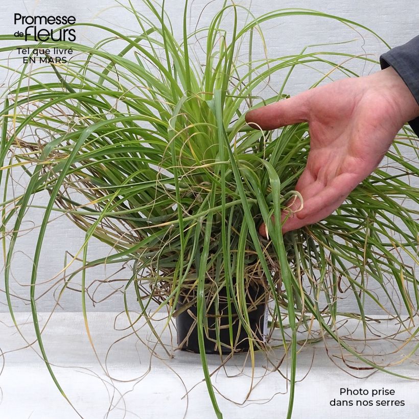 Purple Calabash Organic Tomato - Ferme de Sainte Marthe seeds 12cm pot sample as delivered in spring