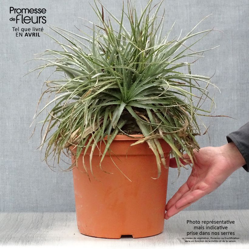 Puya venusta 7.5L/10L pot sample as delivered in spring