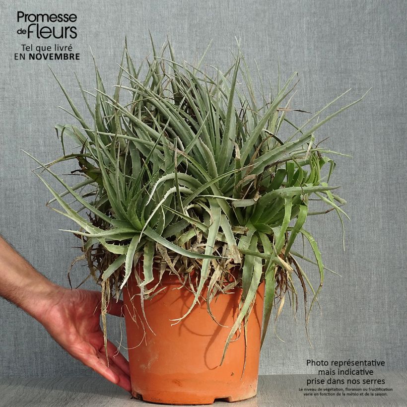 Puya venusta 7.5L/10L pot sample as delivered in autumn