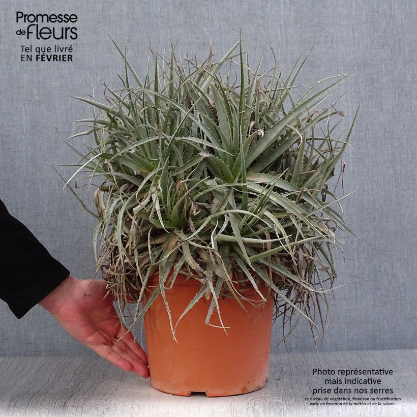 Puya venusta 7.5L/10L pot sample as delivered in winter