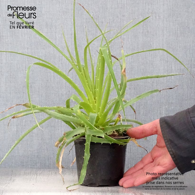 Puya weberbaueri 3L/4L pot sample as delivered in winter