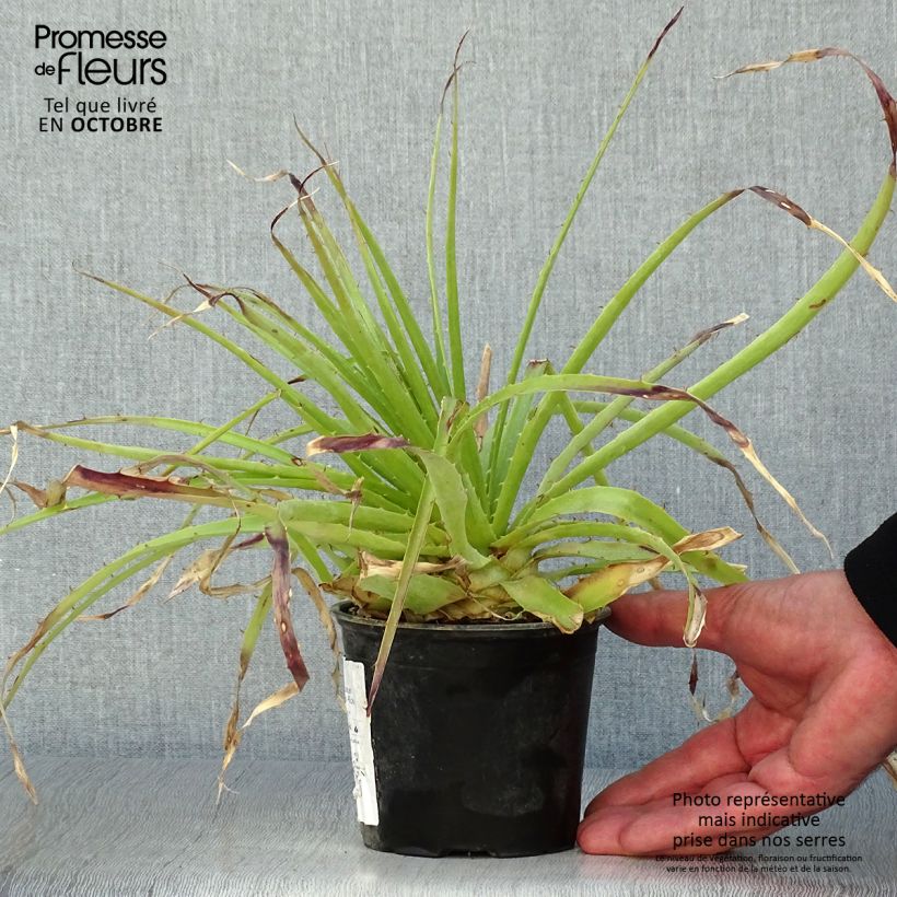 Puya weberbaueri 3L/4L pot sample as delivered in autumn