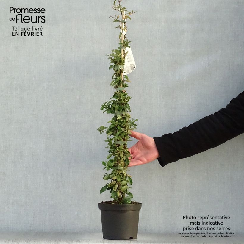 Pyracantha Orange Glow 2L/3L pot sample as delivered in winter