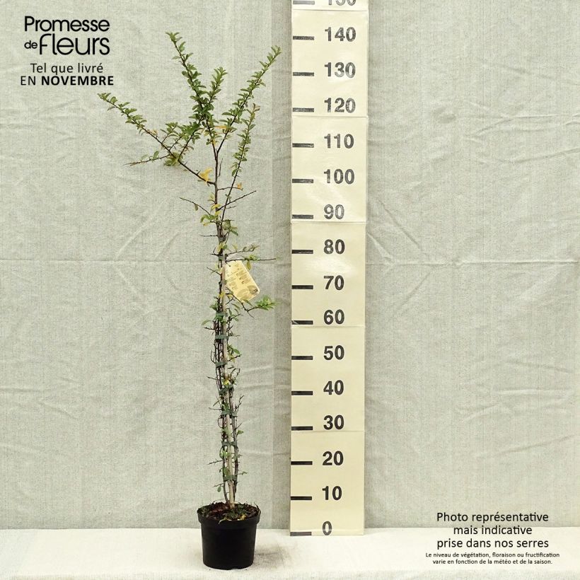 Pyracantha Orange Glow 2L/3L pot sample as delivered in autumn