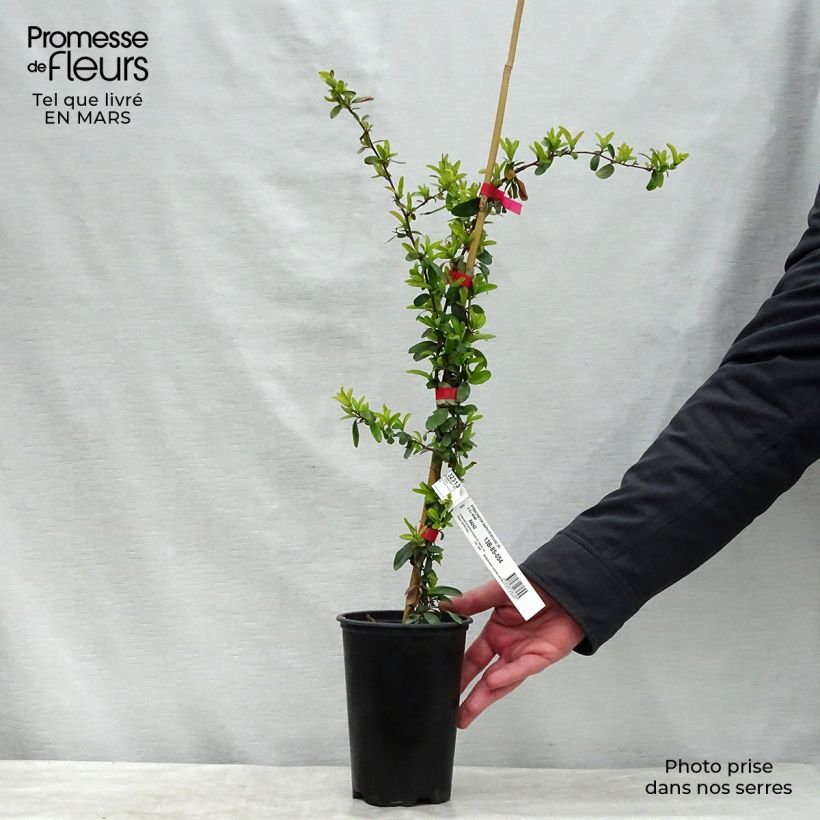 Pyracantha coccinea SAPHYR ROUGE - Scarlet Firethorn 2L/3L pot sample as delivered in winter