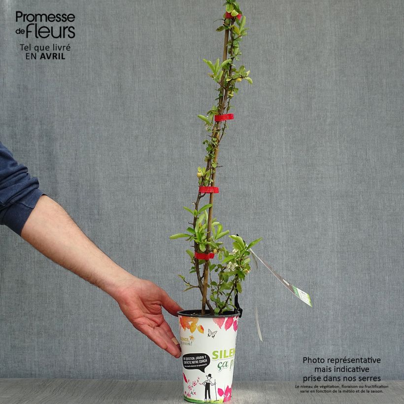 Pyracantha coccinea SAPHYR ROUGE - Scarlet Firethorn 2L/3L pot sample as delivered in spring