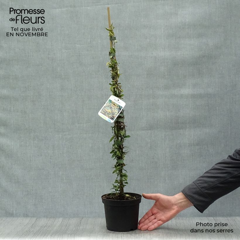 Pyracantha Soleil d'or 2L/3L pot sample as delivered in autumn