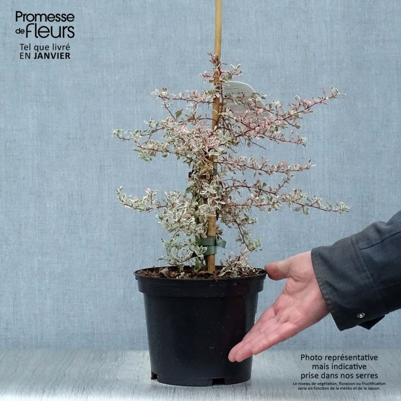 Pyracantha palustris Sparkler 2L/3L pot sample as delivered in winter