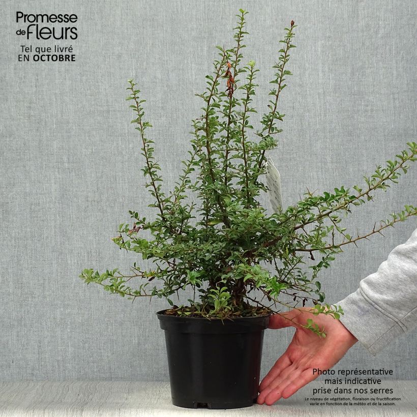 Pyracantha x coccinea Teton 2L/3L pot sample as delivered in autumn