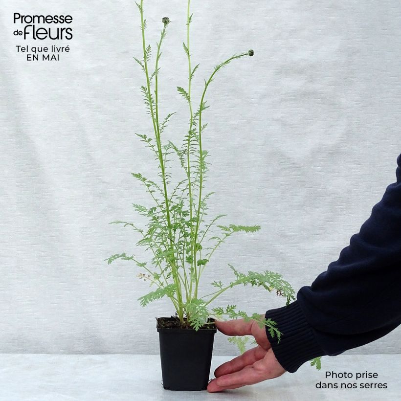 Tanacetum coccineum Robinson Rose 8/9 cm pot sample as delivered in spring