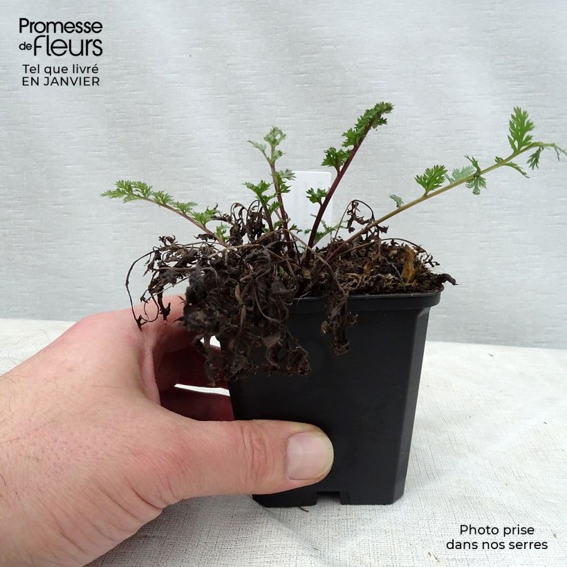 Tanacetum coccineum Robinsons Red 8/9 cm pot sample as delivered in winter