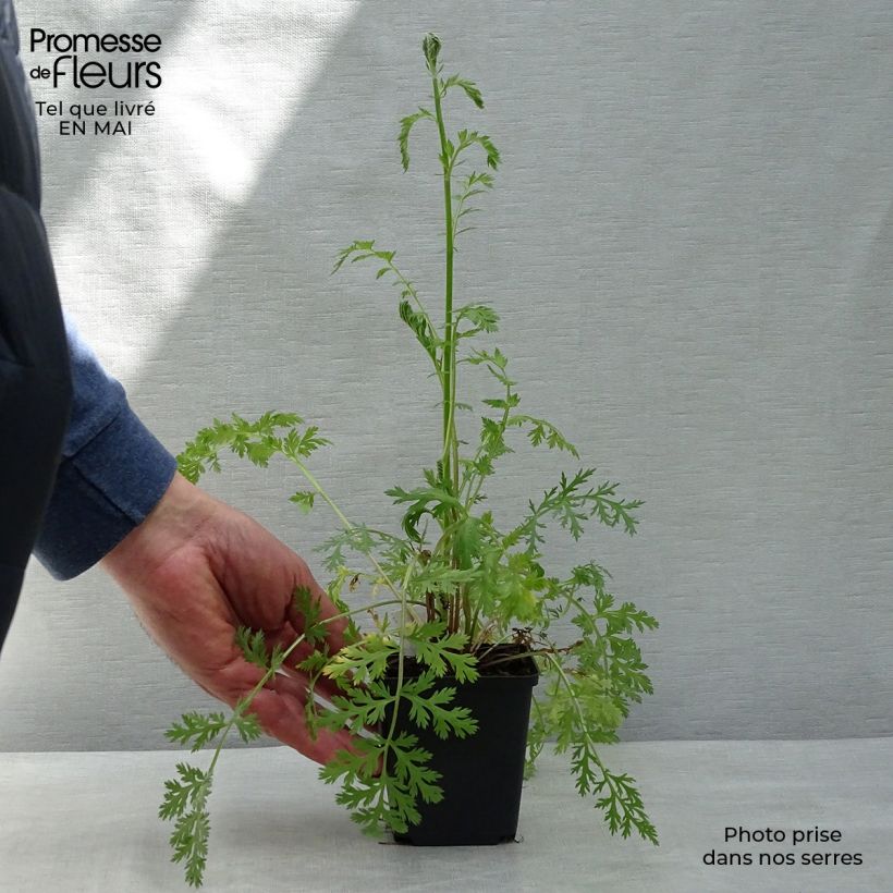 Tanacetum coccineum Robinsons Red 8/9 cm pot sample as delivered in spring