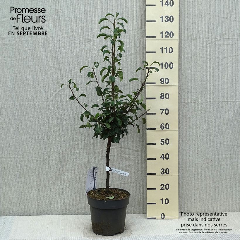 Pyrus communis Luisa - Common Pear 7.5L/10L pot sample as delivered in autumn