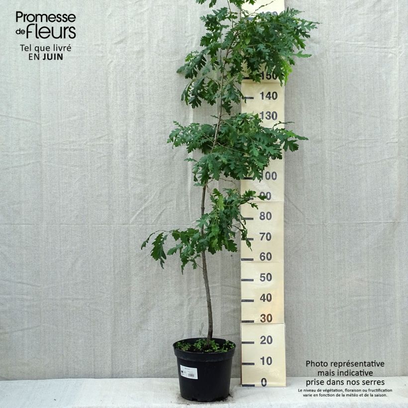 Quercus cerris 7.5L/10L pot sample as delivered in spring