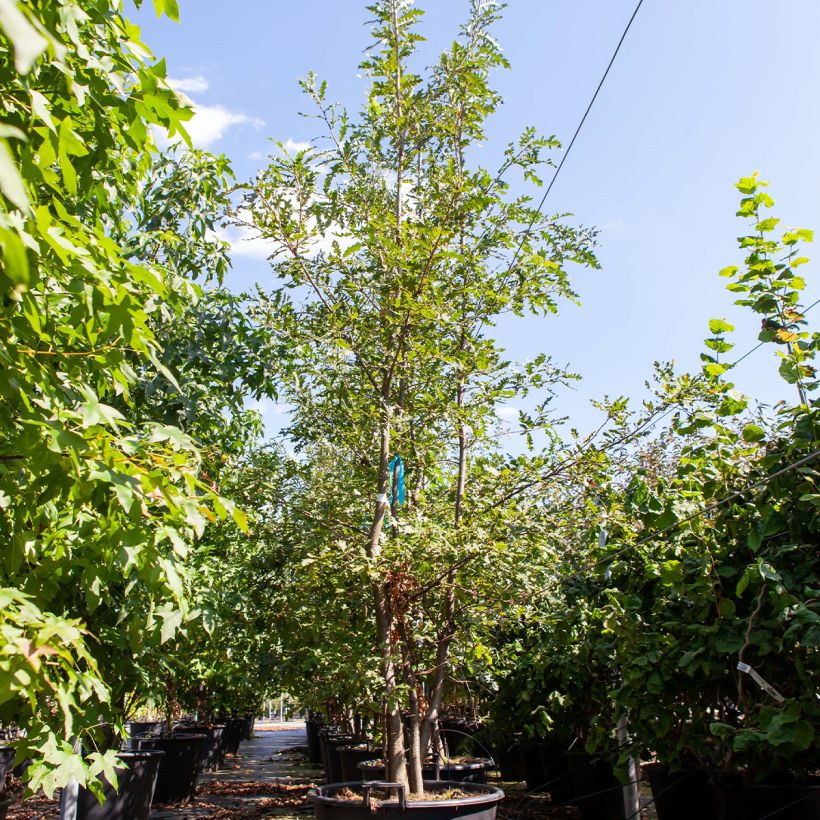 Quercus cerris 80L/90L pot sample as delivered in spring