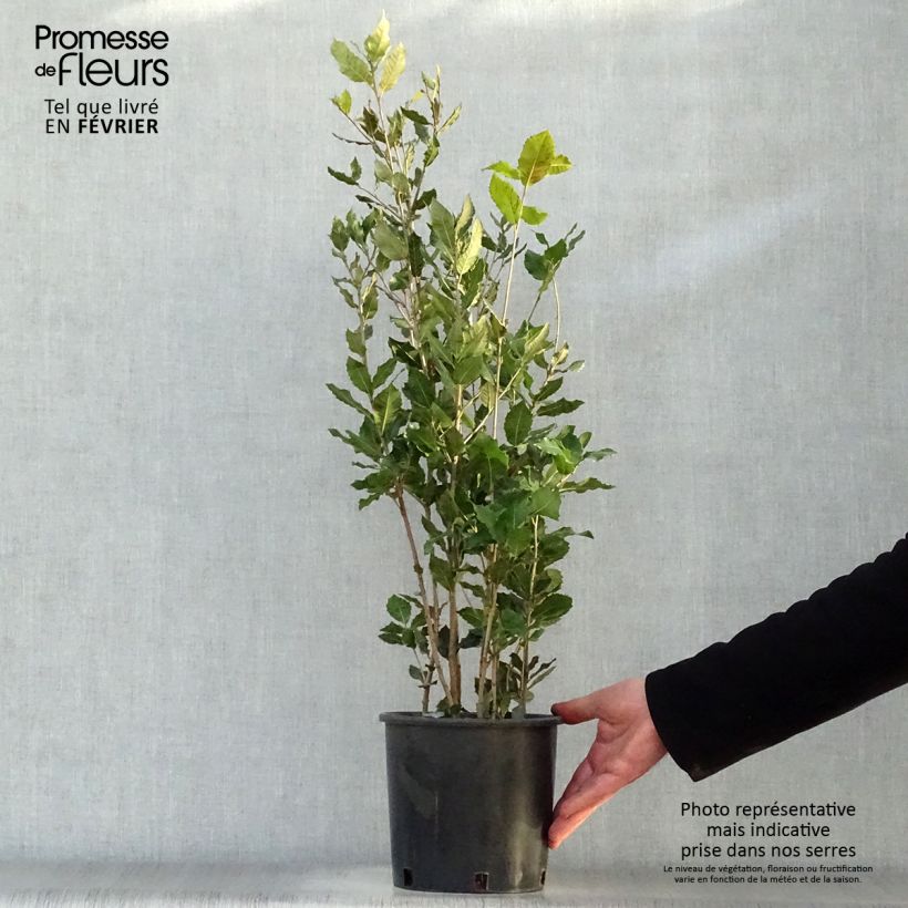 Holm oak - Quercus ilex 3L/4L pot sample as delivered in winter