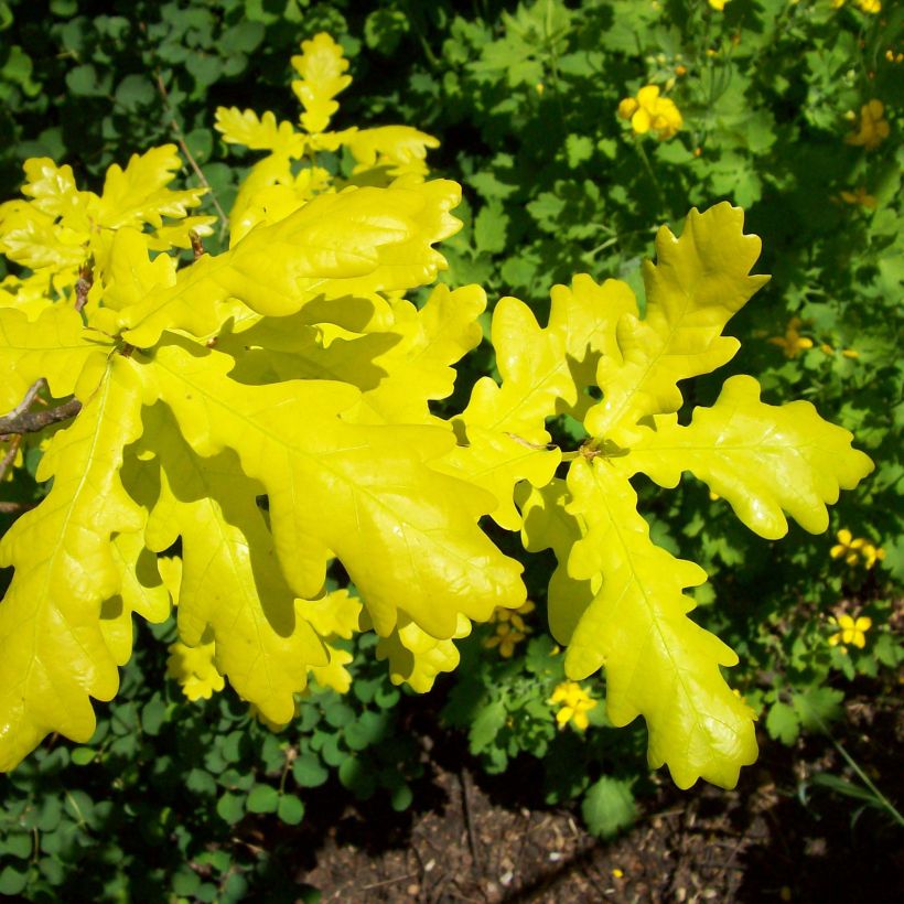Quercus robur Concordia - English Oak (Foliage)