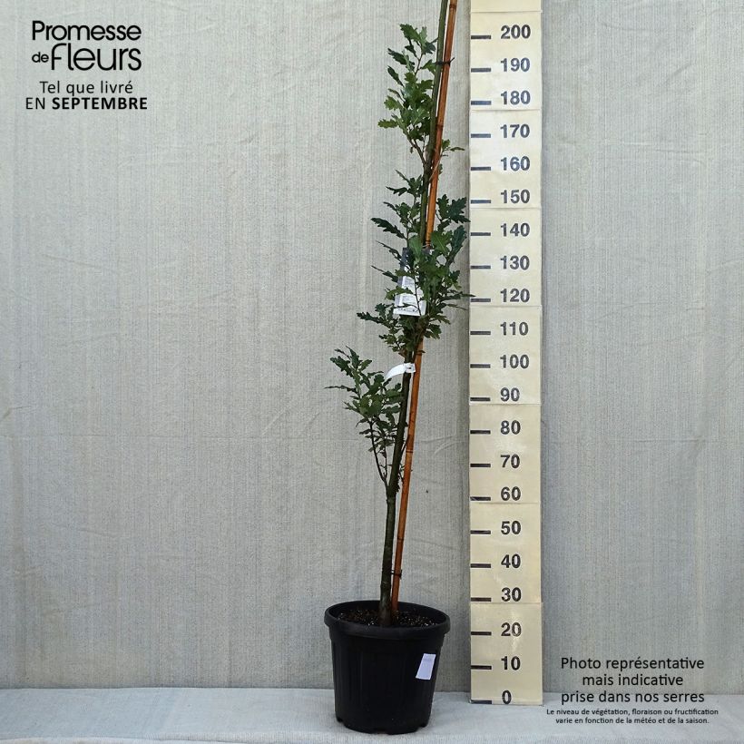 Quercus robur Fastigiata Koster 20L/25L pot sample as delivered in summer